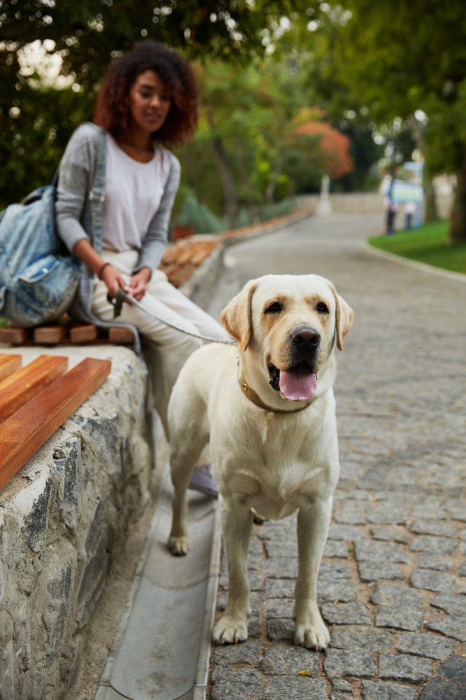 Dover NH Apartments Orpheum Apartments Pet Friendly Rentals